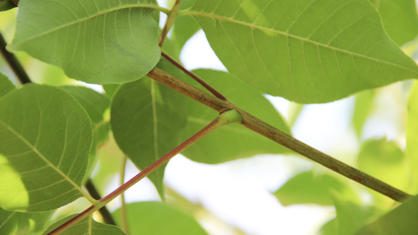 Tetradium daniellii twigs