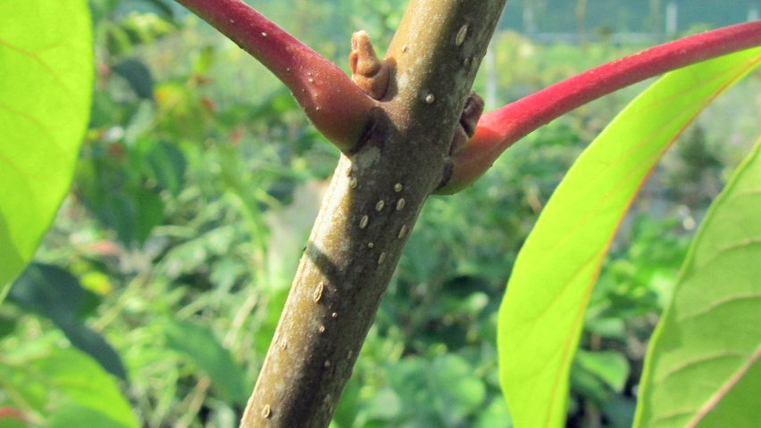Tetradium daniellii twigs