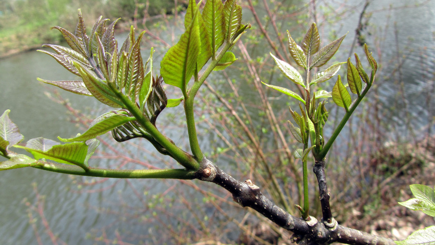 Tetradium daniellii twigs