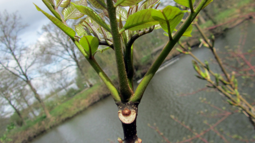 Tetradium daniellii twigs