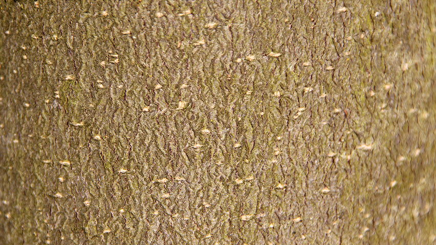 Tetradium daniellii var. hupehensis bark
