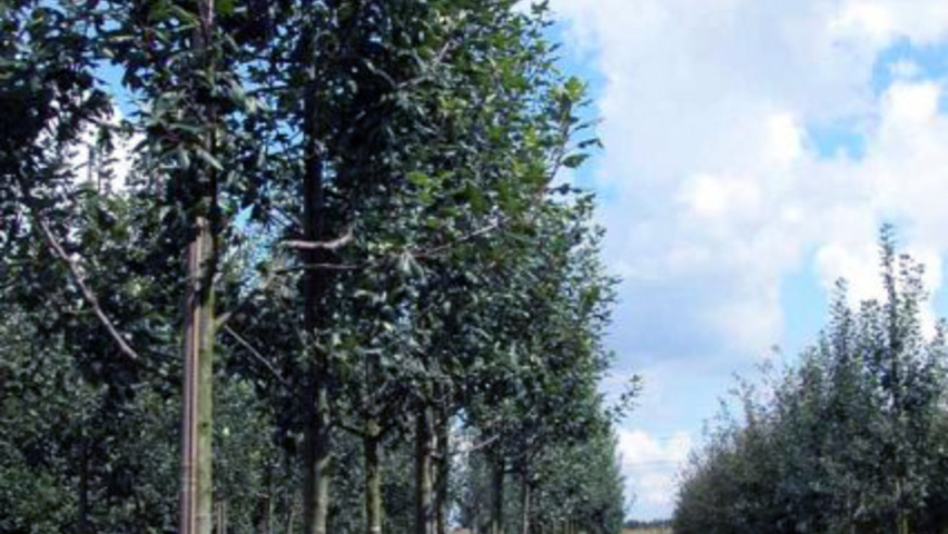 Tetradium daniellii var. hupehensis standard tree