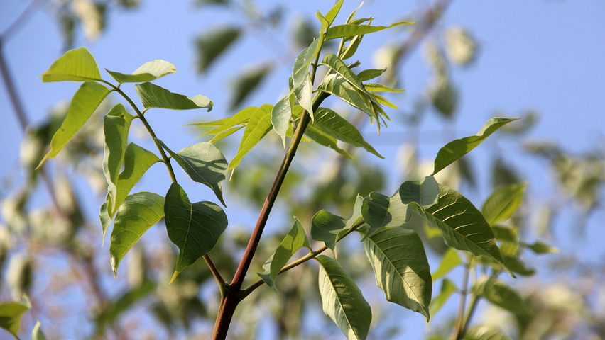 Tetradium daniellii var. hupehensis leaves