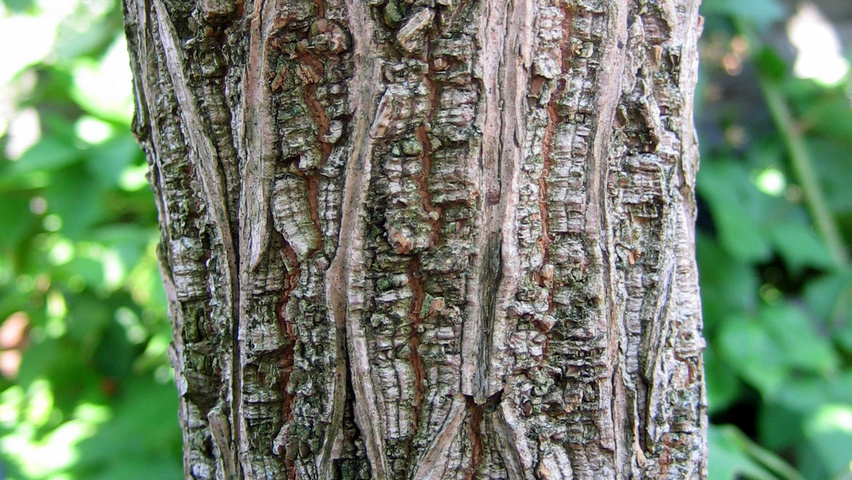 Tetrapanax papyrifer tronc