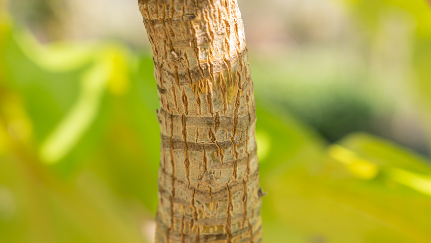 Tetrapanax papyrifer tronc