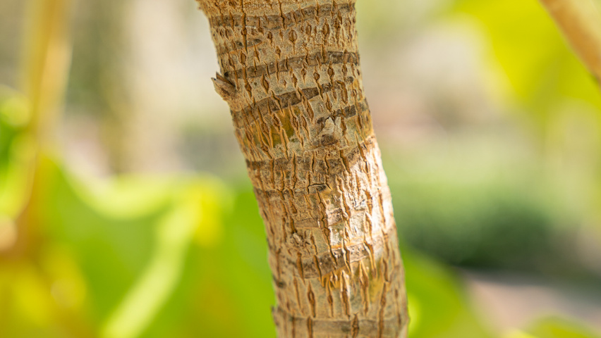 Tetrapanax papyrifer TreeEbb Baumsuchmaschine im