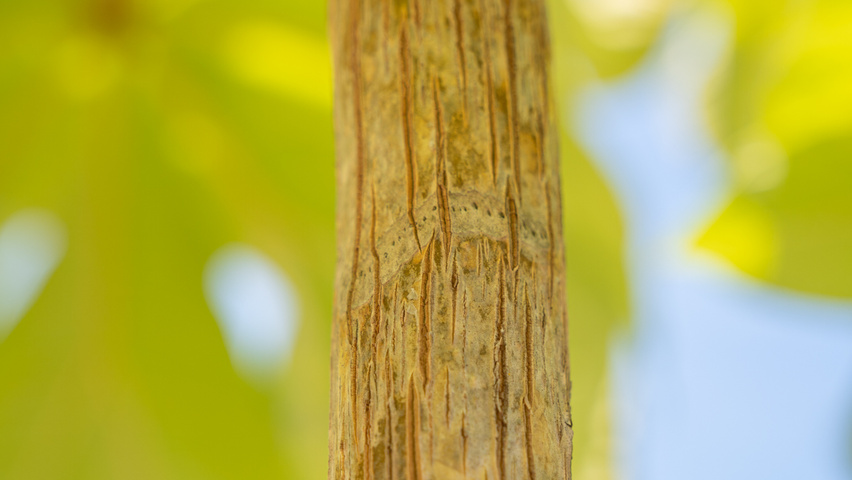Tetrapanax papyrifer tronc