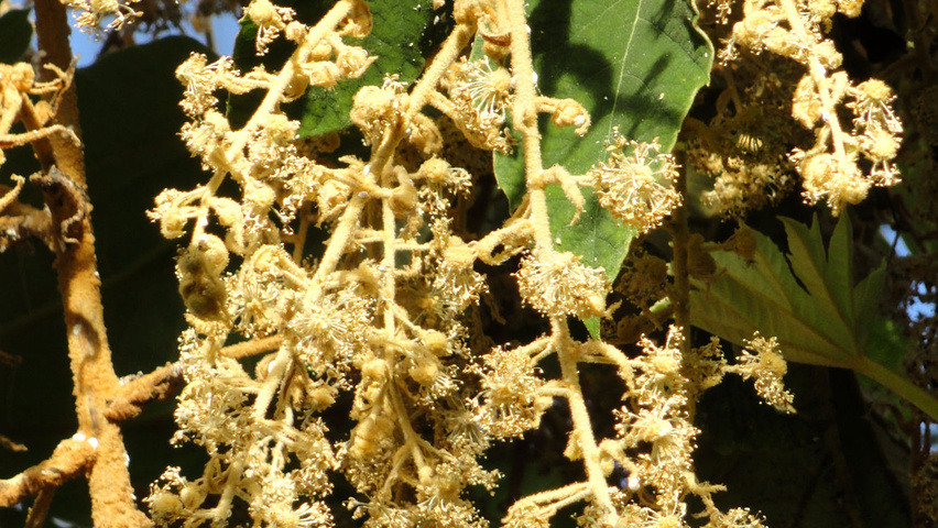 Tetrapanax papyrifer fleurs