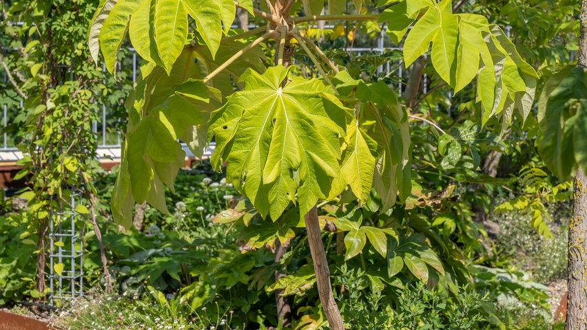 Tetrapanax papyrifer demi-tige