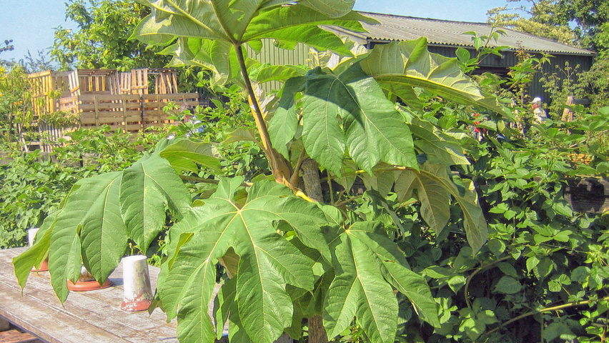 Tetrapanax papyrifer Feuilles