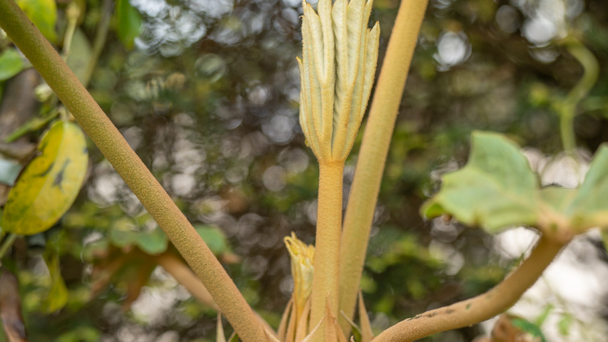 Tetrapanax papyrifer Feuilles