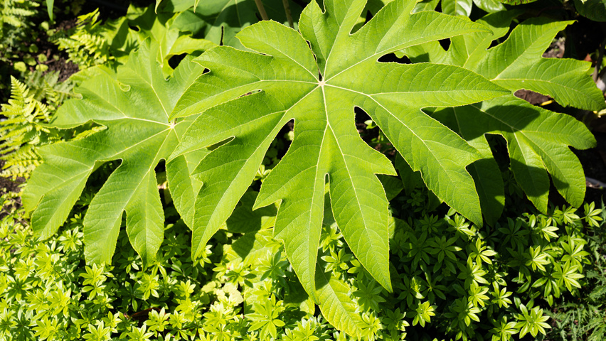 Tetrapanax papyrifer Feuilles
