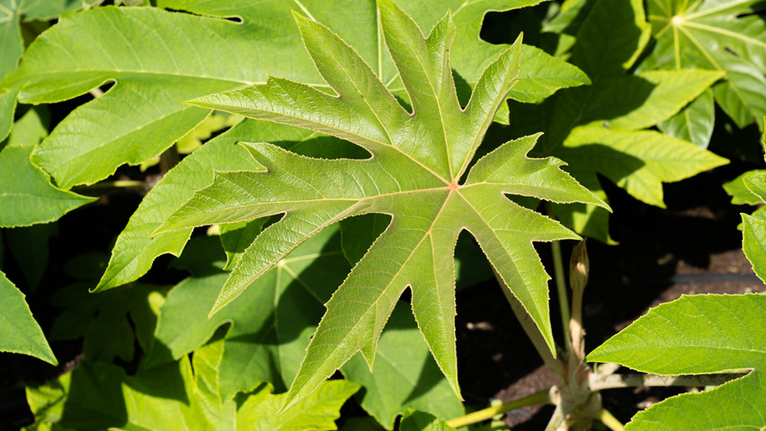 Tetrapanax papyrifer Feuilles
