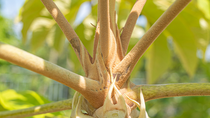 Tetrapanax papyrifer Feuilles