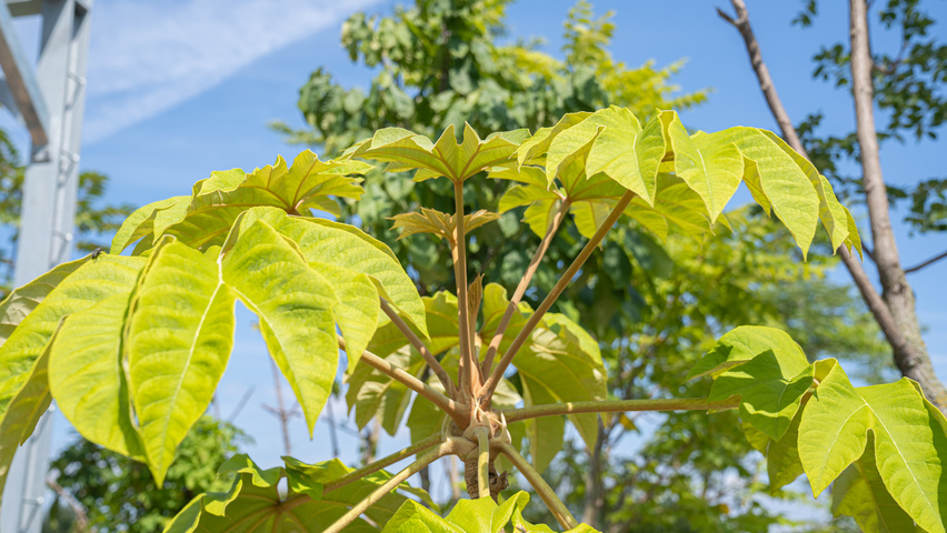 Tetrapanax papyrifer TreeEbb Baumsuchmaschine im