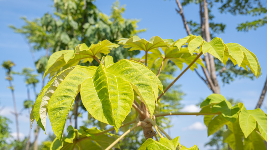 Tetrapanax papyrifer Feuilles