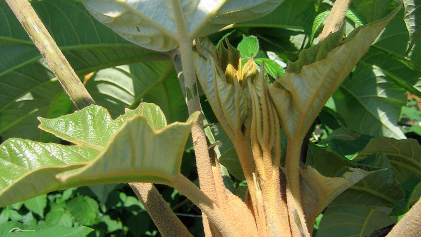 Tetrapanax papyrifer Feuilles