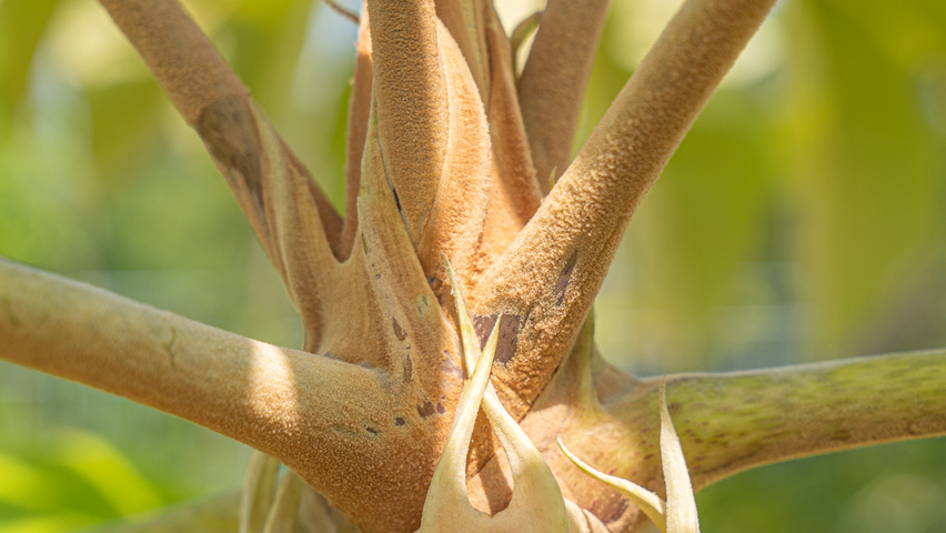 Tetrapanax papyrifer Feuilles