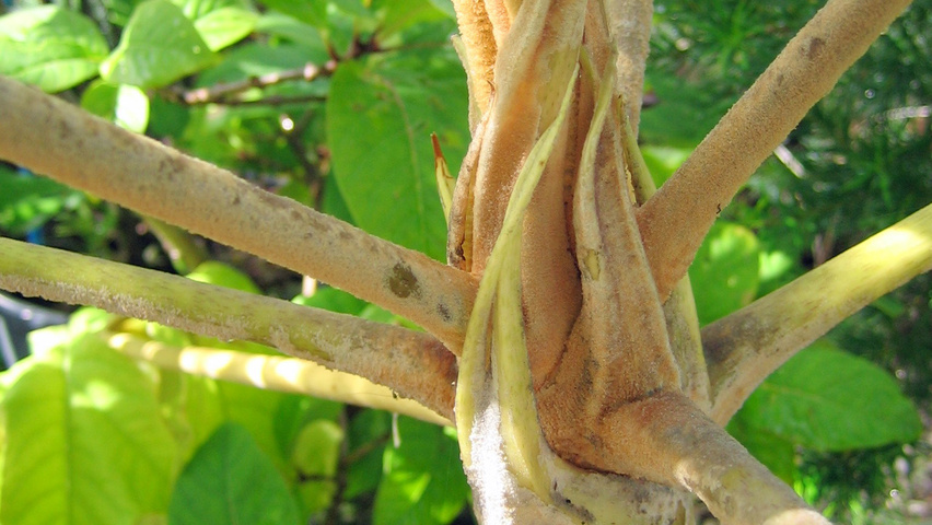 Tetrapanax papyrifer Feuilles