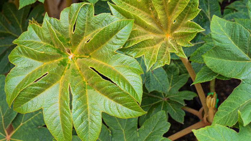 Tetrapanax papyrifer Feuilles