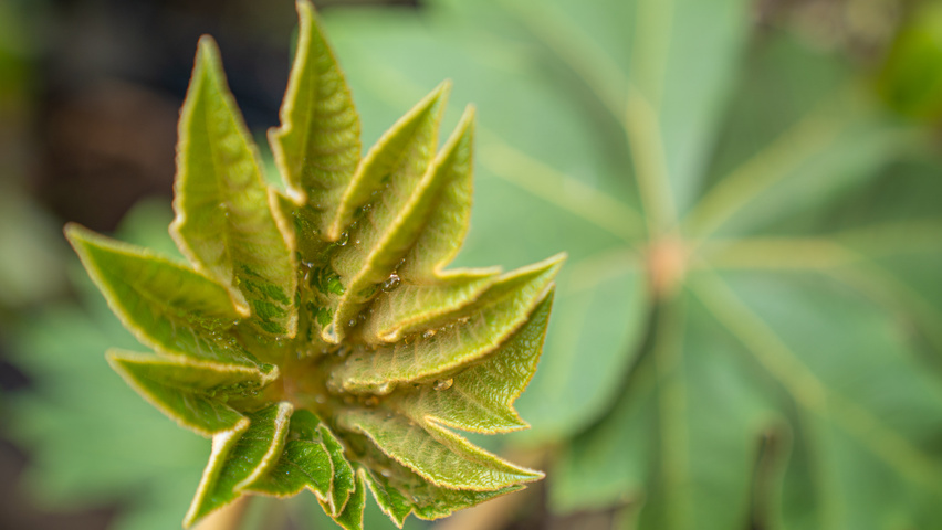 Tetrapanax papyrifer TreeEbb Baumsuchmaschine im