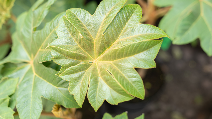 Tetrapanax papyrifer Feuilles