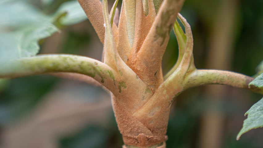 Tetrapanax papyrifer Feuilles