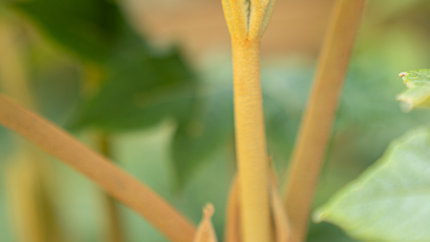 Tetrapanax papyrifer Feuilles
