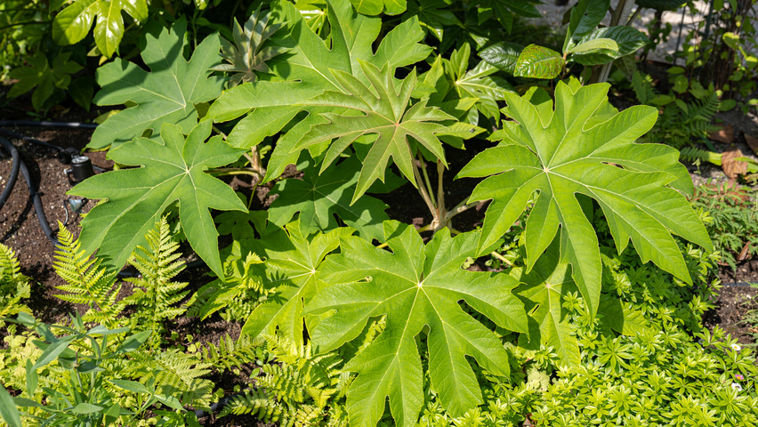 Tetrapanax papyrifer arbustes solitaires