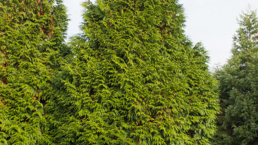 Thuja plicata 'Excelsa' hoogstam