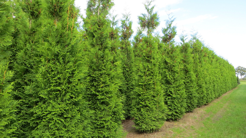 Thuja occidentalis 'Brabant' feathered