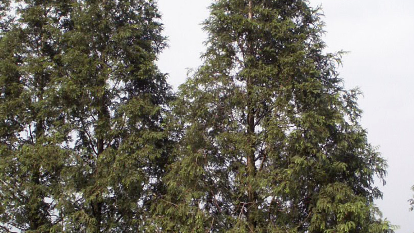 Thuja occidentalis Stammbüsche