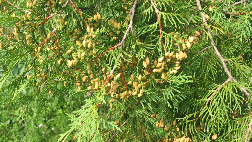Thuja occidentalis Blatt