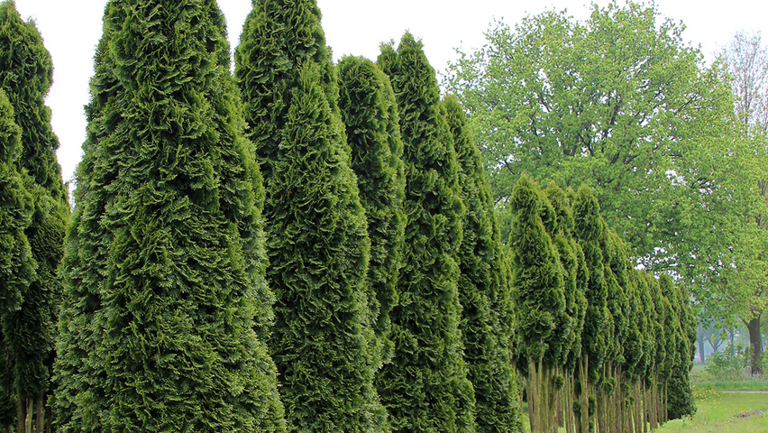 Туя Фастигиата Фото – Telegraph