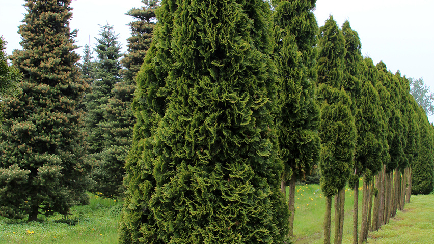 Thuja occidentalis 'Smaragd' Kegel