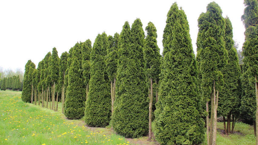 Thuja occidentalis 'Smaragd' Kegel