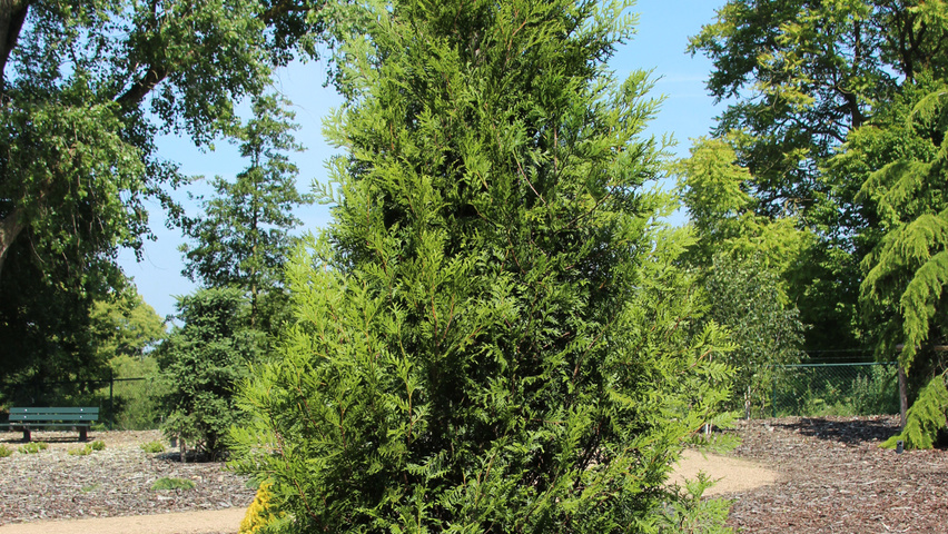 Thuja plicata 'Atrovirens' feathered