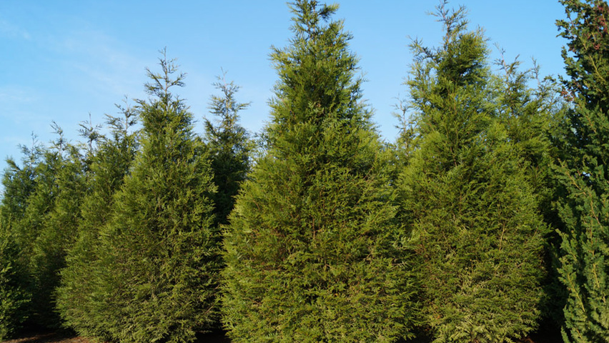 Thuja plicata 'Atrovirens' feathered