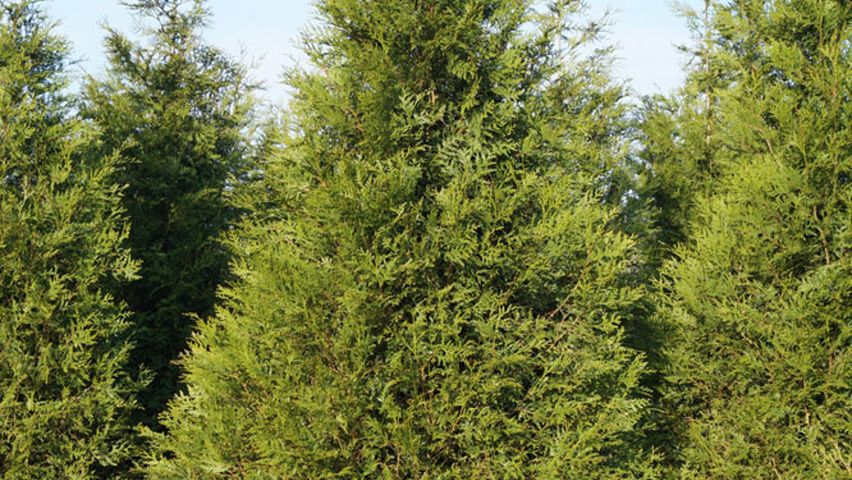 Thuja plicata 'Atrovirens' feathered