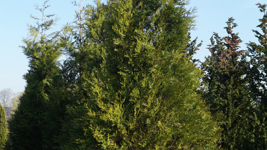 Thuja plicata 'Atrovirens' feathered