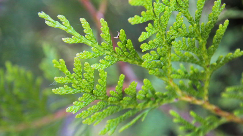 Thuja plicata 'Atrovirens' leaves
