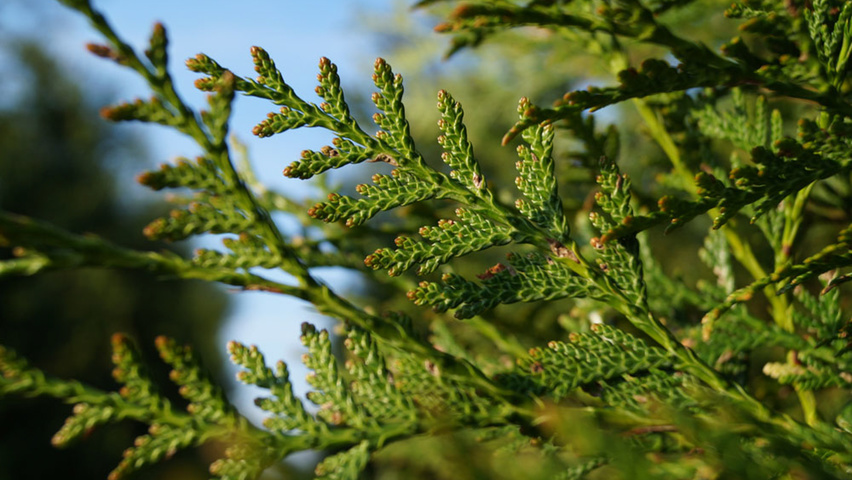 Thuja plicata 'Atrovirens' leaves