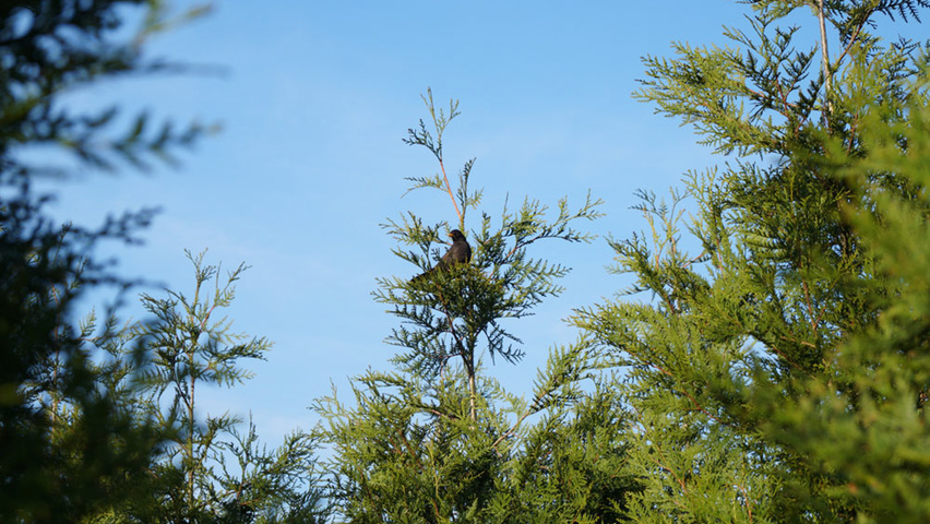 Thuja plicata 'Atrovirens' leaves