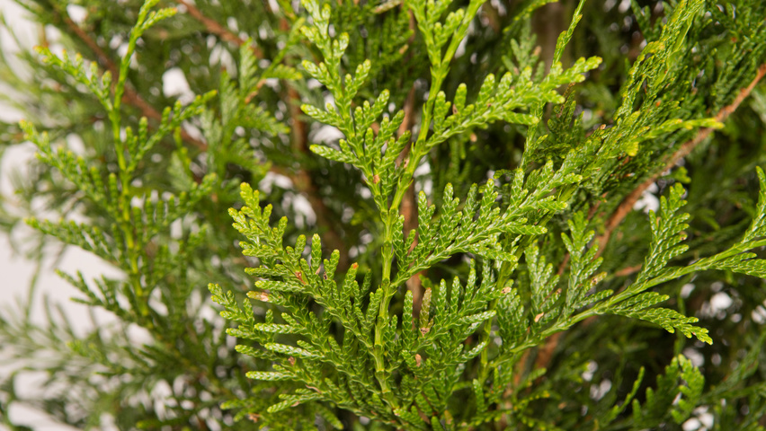 Thuja plicata 'Atrovirens' leaves
