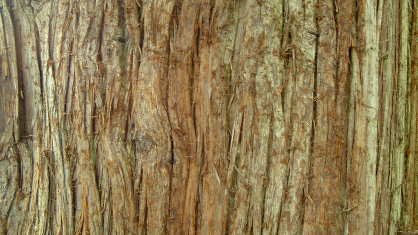 Thuja plicata Rinden