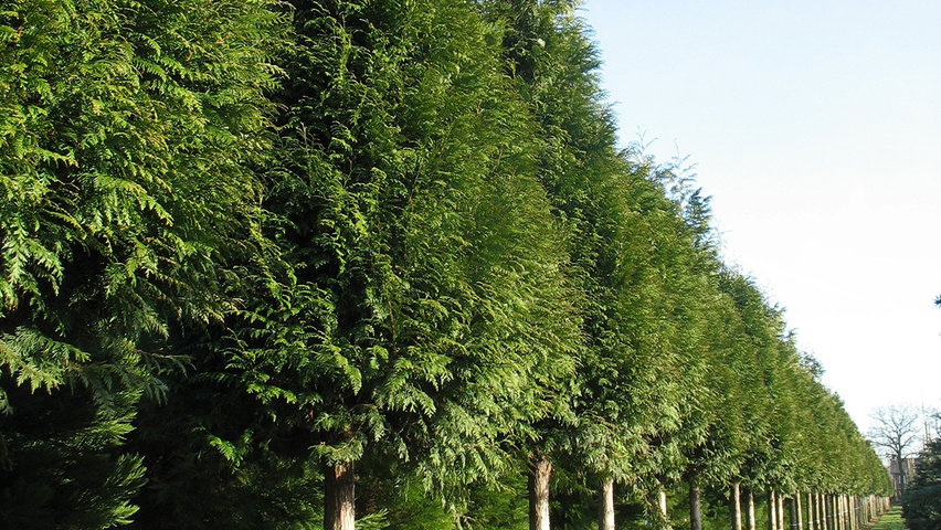 Thuja plicata 'Excelsa' hoogstam