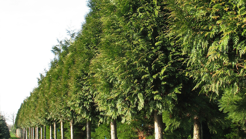 Thuja plicata 'Excelsa' hoogstam