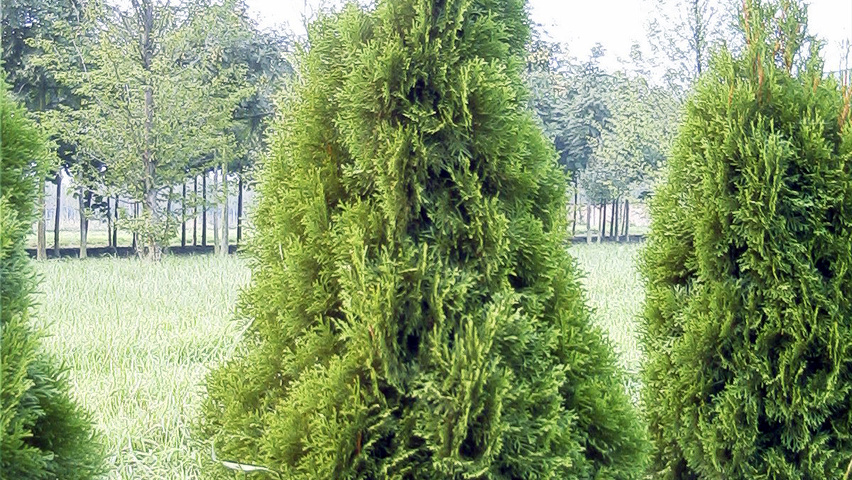 Thuja plicata Stammbüsche