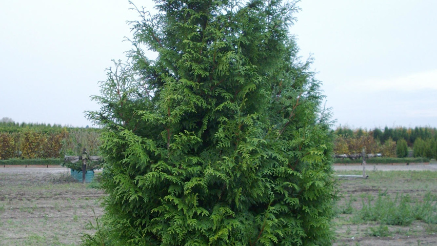 Thuja plicata 'Gelderland' feathered