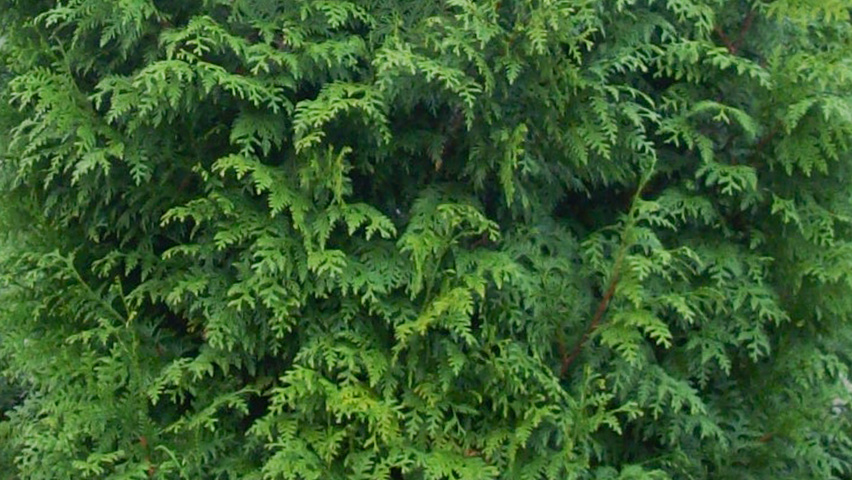 Thuja plicata 'Gelderland' leaves